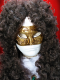 WIG LOUIS XIV