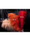 PLUMES D AUTRUCHE CABARET ou de FAISAN